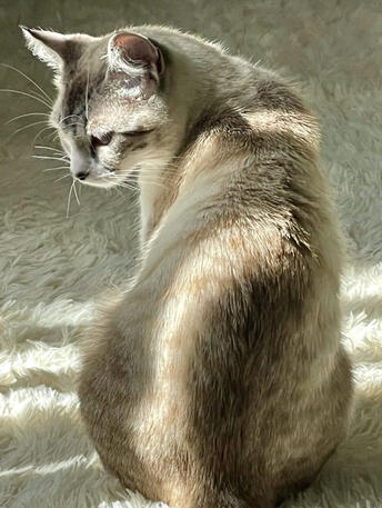 Elegant